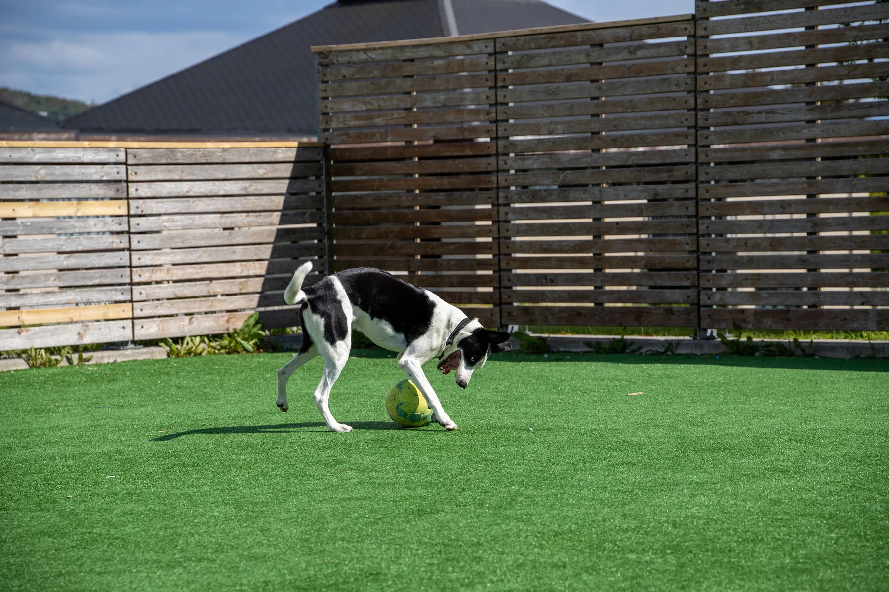 Dog chasing a ball across pet turf beside a wood fence
